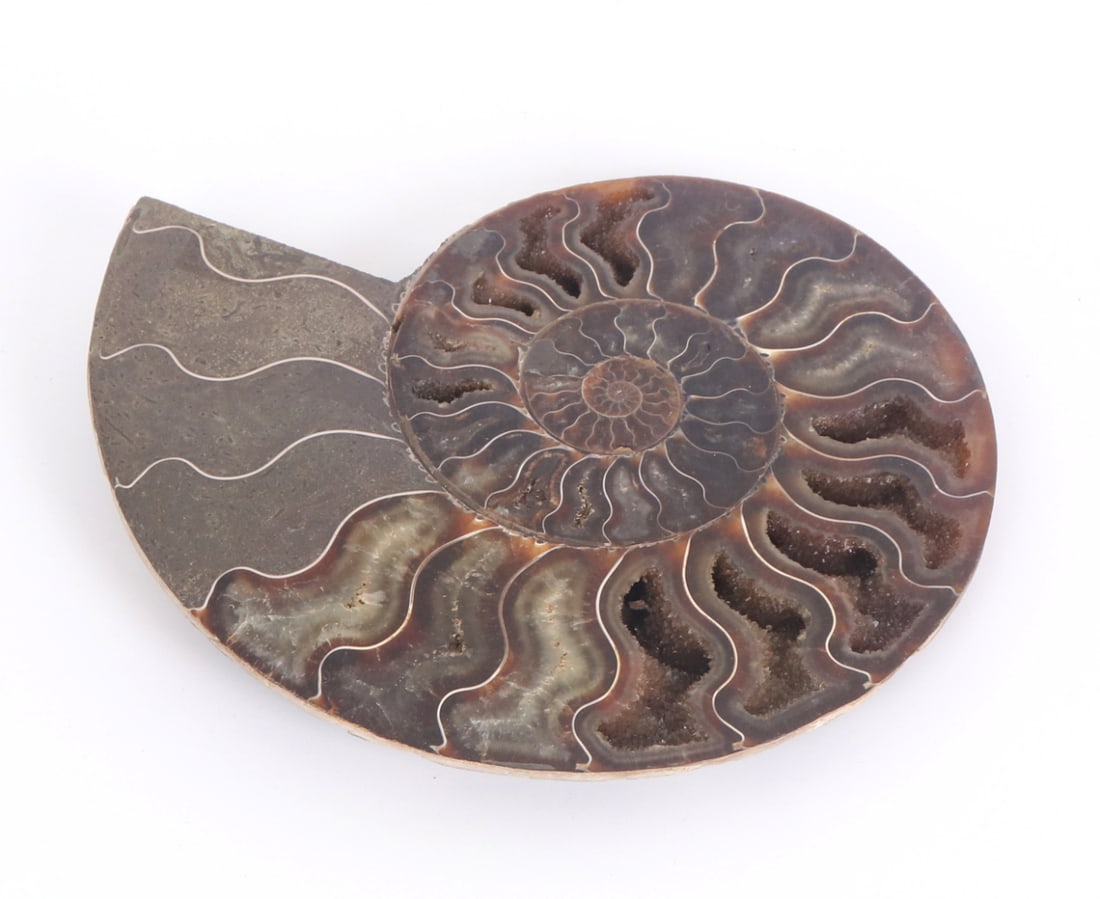 Gorgeous Large Ancient Ammonite Specimen - 2