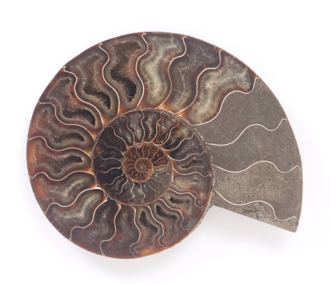 Gorgeous Large Ancient Ammonite Specimen - 3