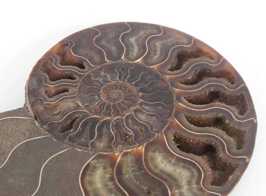 Gorgeous Large Ancient Ammonite Specimen - 4