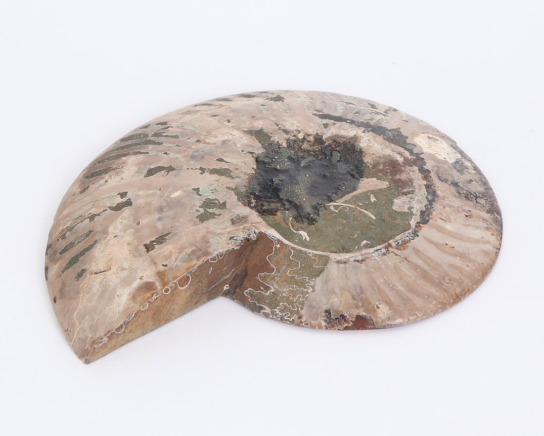 Gorgeous Large Ancient Ammonite Specimen - 5