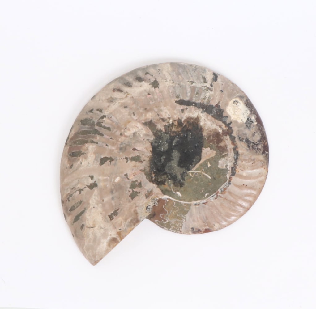 Gorgeous Large Ancient Ammonite Specimen - 6