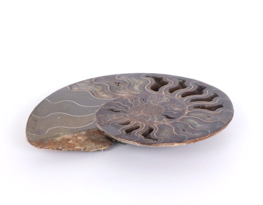 Fine Large Ancient Ammonite Specimen - 3