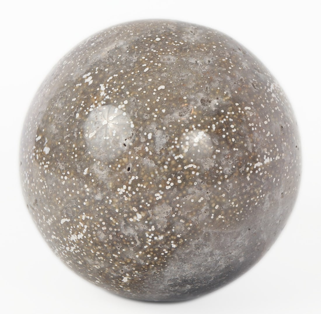 Handsome Fossilized Polished Bone Section - 2