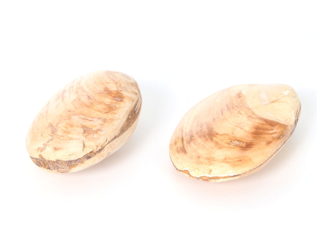 Pair of Fossilized Clamshells: Wonderful group lot of two ancient fossilized clam shells with natural earth tones throughout including wonderful brown banding against a creamy white background. Size of largest shell 3" L