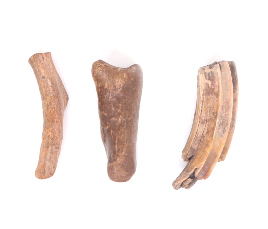 Group of Two Ancient Bones & Tooth: Two ancient fossilized bone sections with a dark mocha patina to one and a fine cream color patina to the other. The ridges section appears to be a section of a tooth likely from a gomphotherium, an
