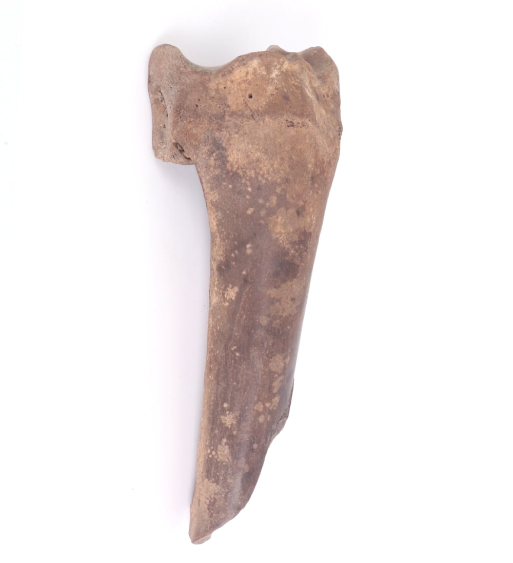 Nice Ancient Fossilized Tibia - 5
