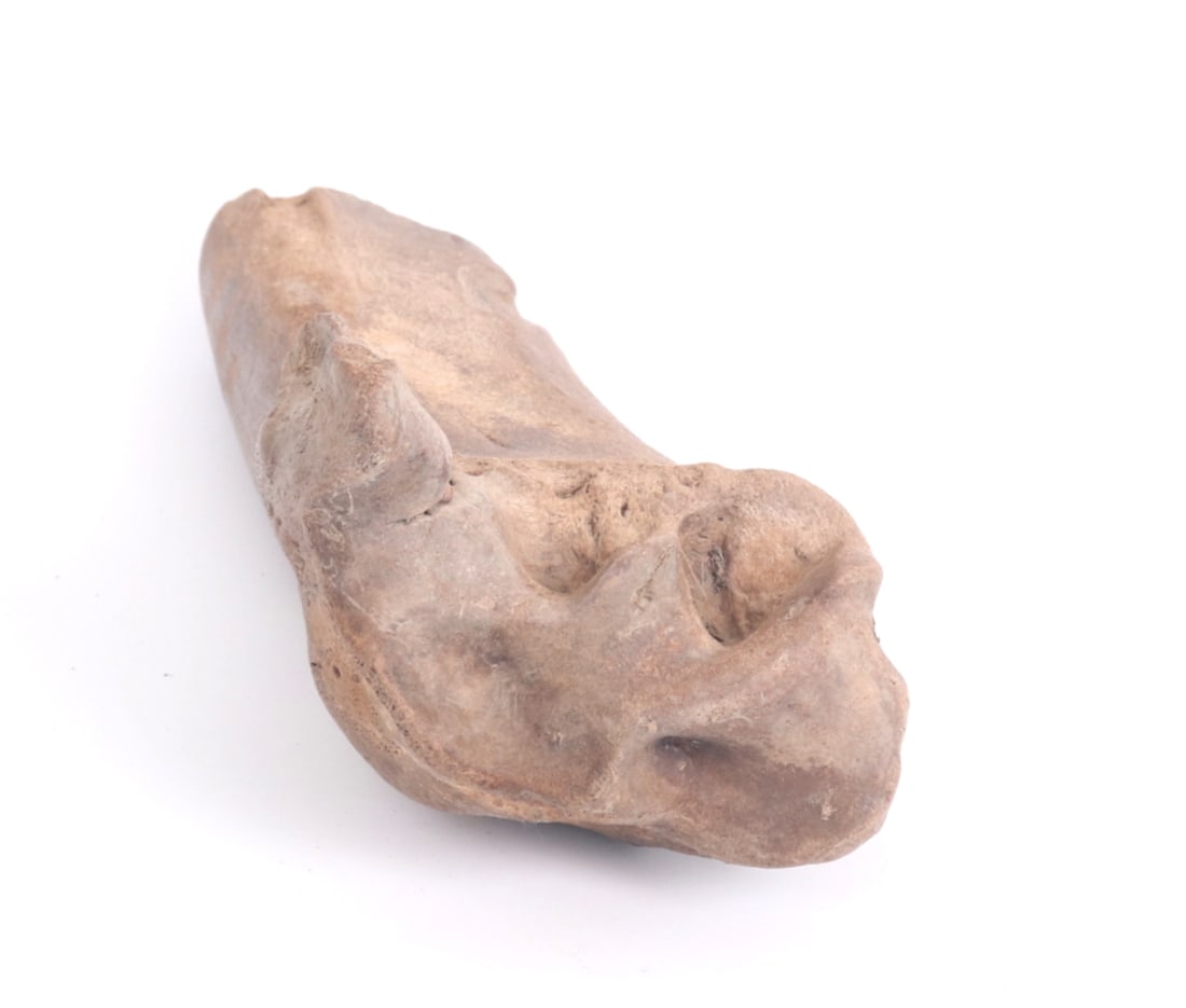 Nice Ancient Fossilized Tibia - 6