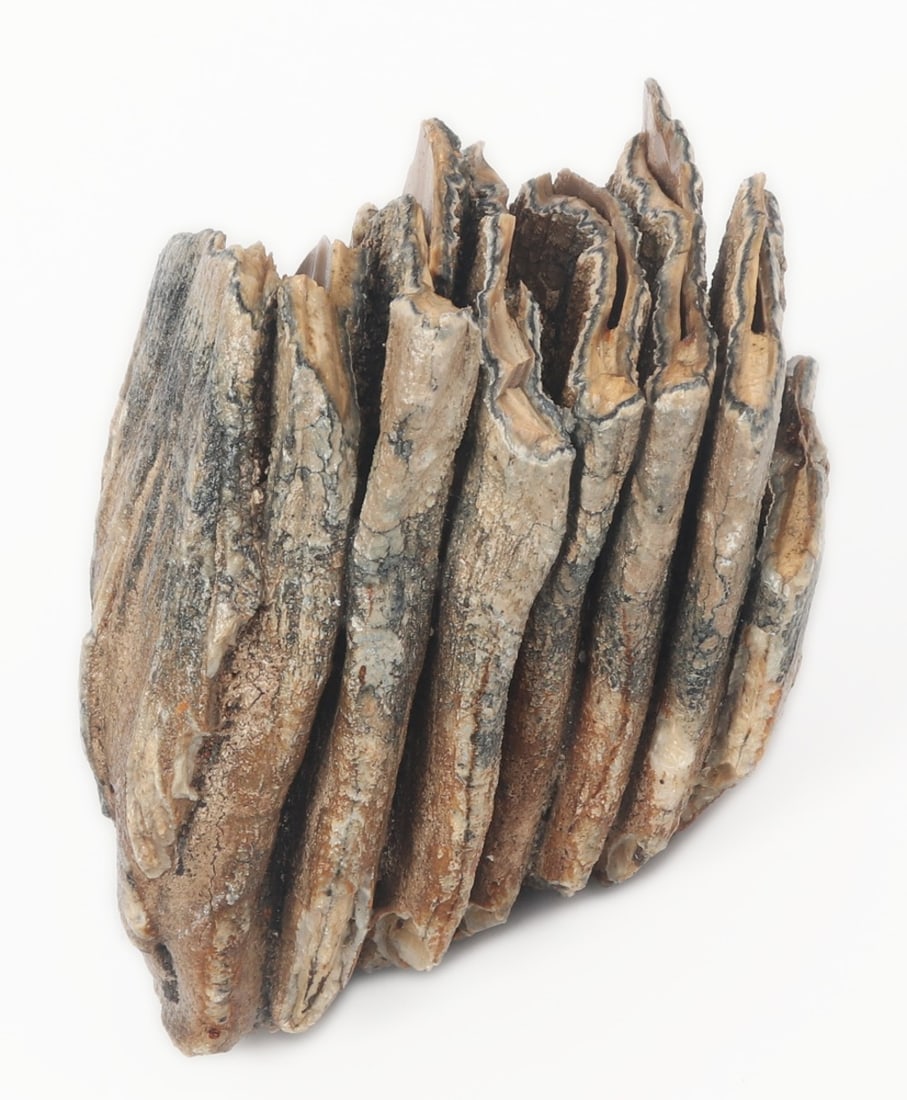 Juvenile Mammoth Molar Section: Fine ancient woolly mammoth molar section likely from a juvenile mammoth based on size and remaining ridges. Wonderful remaining ridges and blonde coloring throughout. Size 3 1/4" W x 5" H (8.3cm W x