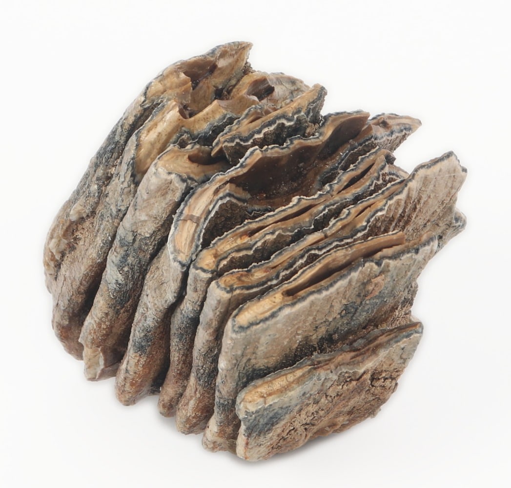 Juvenile Mammoth Molar Section - 2