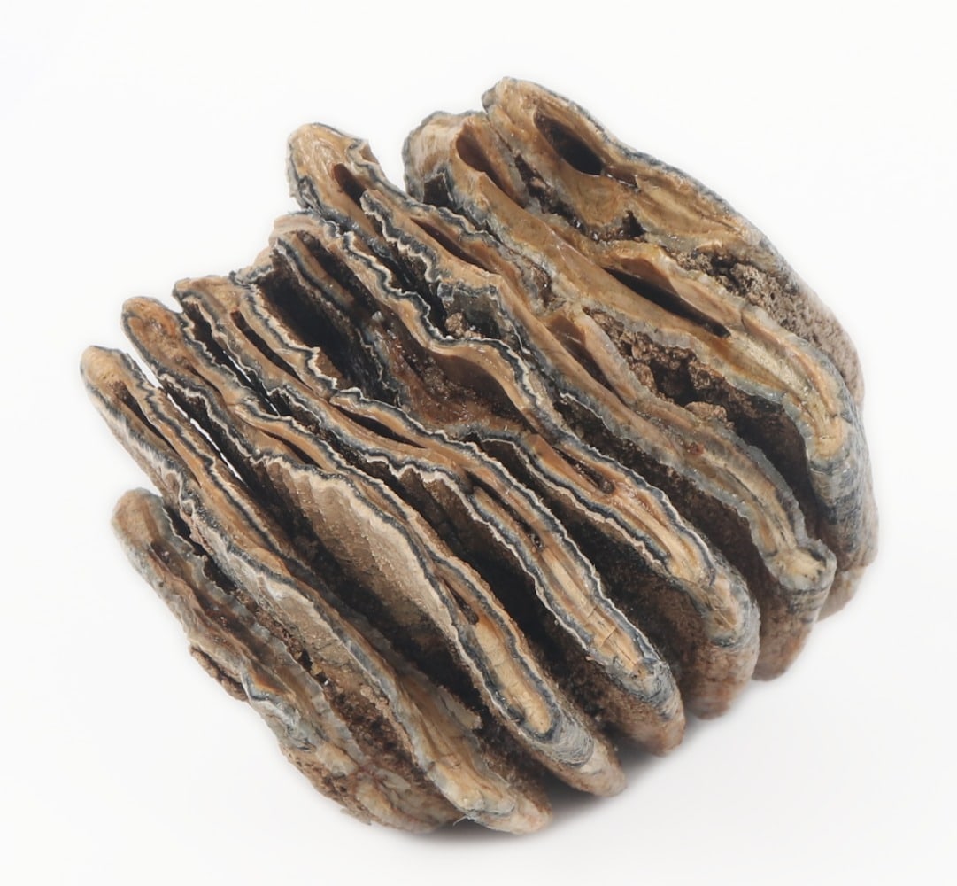 Juvenile Mammoth Molar Section - 3