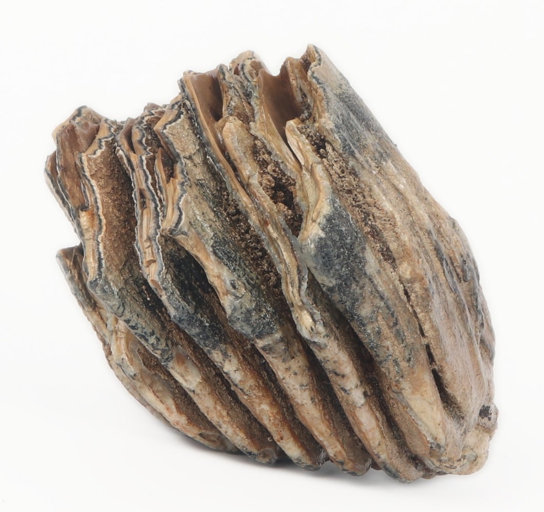 Juvenile Mammoth Molar Section - 4
