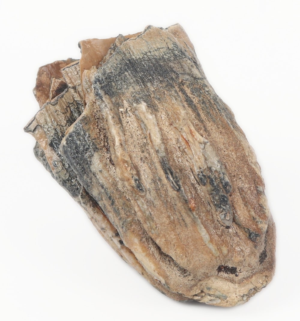 Juvenile Mammoth Molar Section - 5