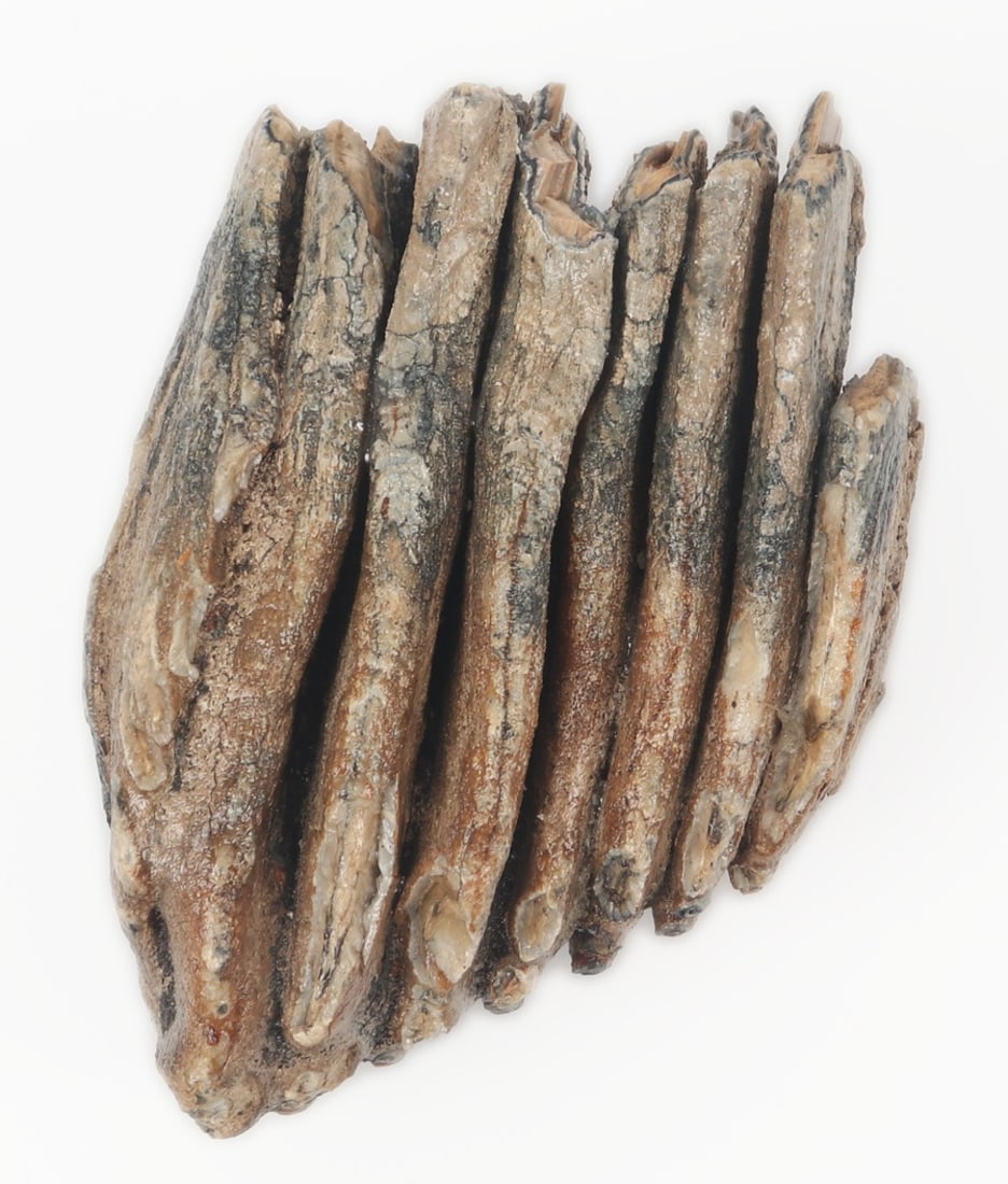 Juvenile Mammoth Molar Section - 6