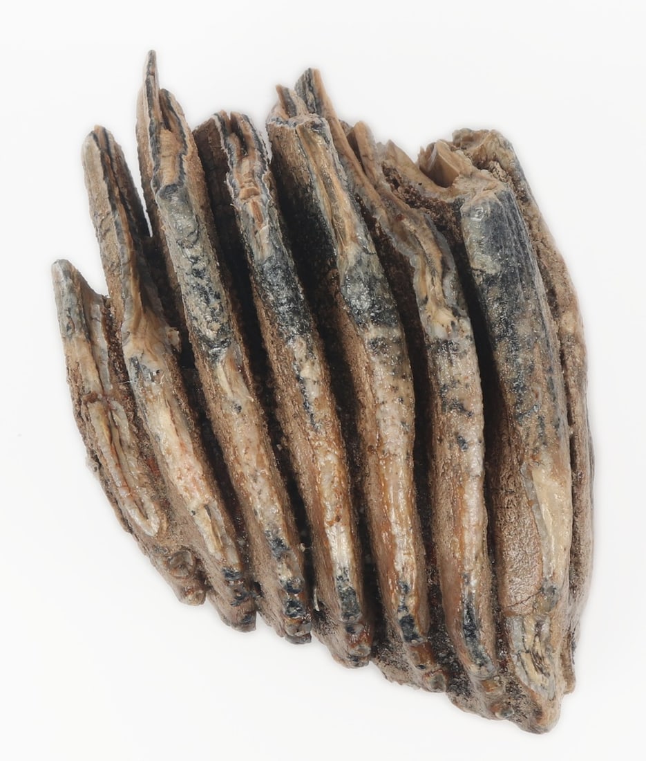 Juvenile Mammoth Molar Section - 7
