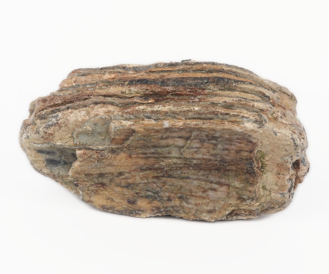 Ancient Fossilized Woolly Mammoth Molar Section: Wonderful ancient fossilized woolly mammoth tooth with wonderful natural opalization and crystallization. Ridges still remain with some green, cream, orange and red coloring throughout. Size 3" W x 5