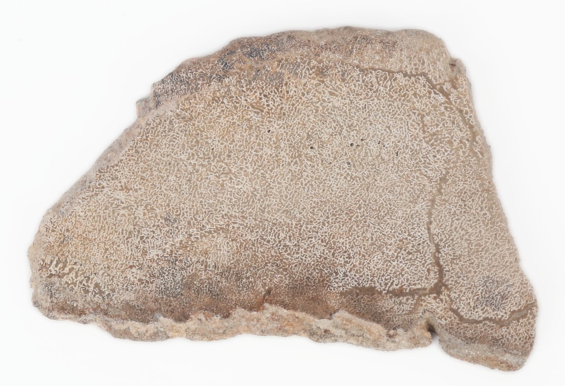 Fine Section of Ancient Dinosaur Bone Slab: Beautiful section of ancient fossilized dinosaur bone section. White, cream and earthen tone throughout. Cold and polished smooth to the touch with natural crystallizations. Size 6 1/2" L x 4 1/4" W