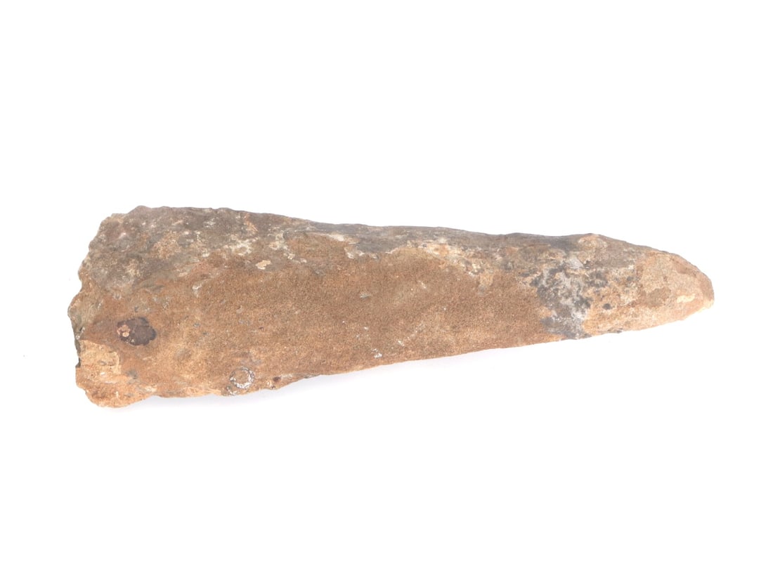 Large Fossilized Dinosaur Tooth - 2