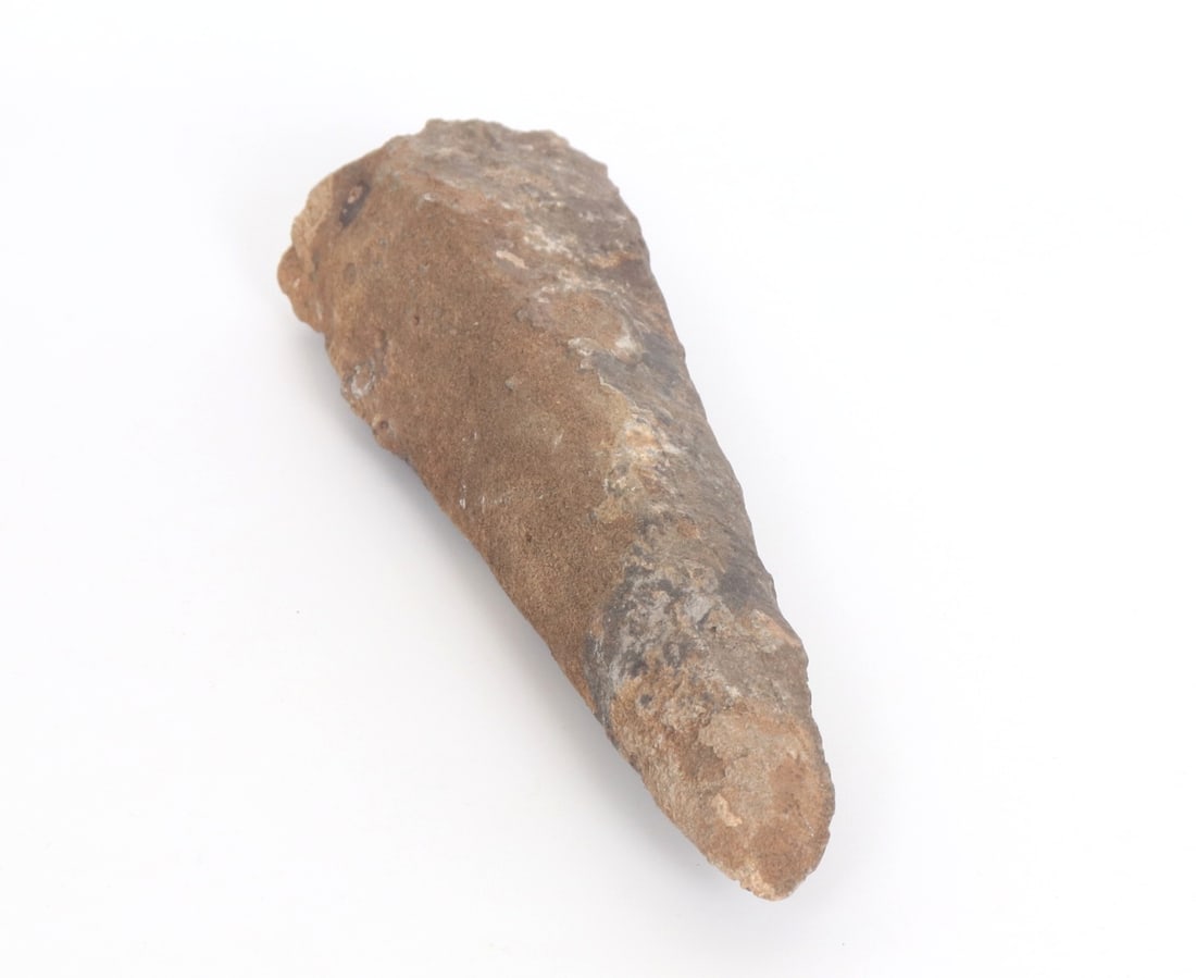 Large Fossilized Dinosaur Tooth - 3