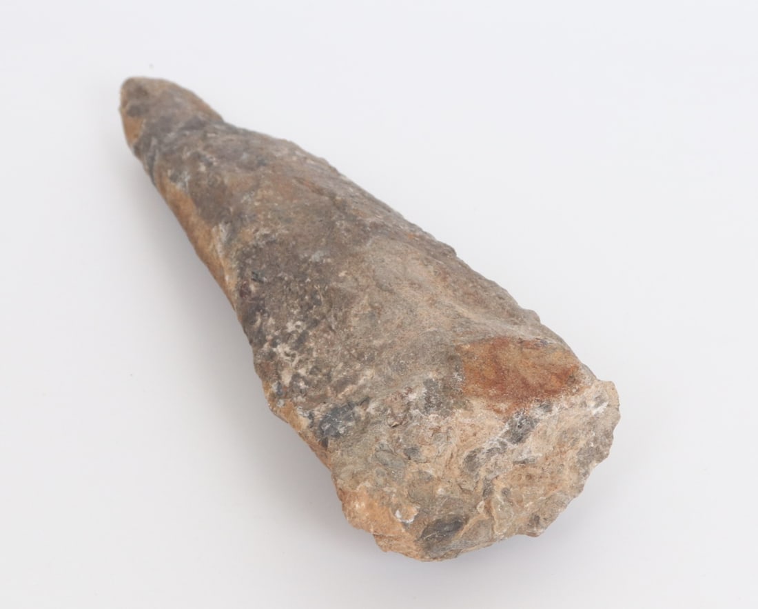 Large Fossilized Dinosaur Tooth - 4