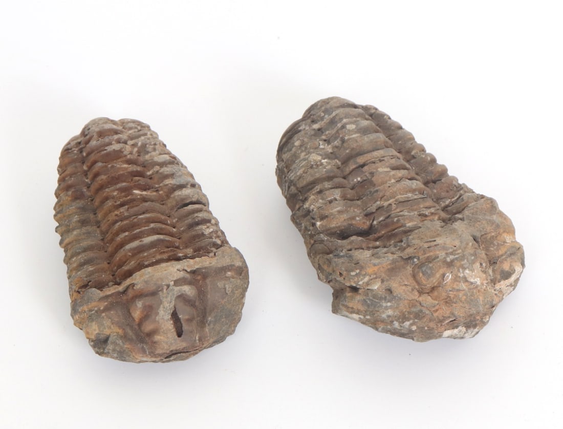 Fine Pair of Ancient Trilobites: Two well preserved fossilized trilobites each in well preserved overall condition. Smaller trilobite on the base has evidence of other fossilized shells. Both with wonderful natural earthen deposits