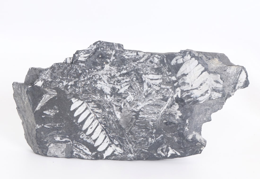 Incredible Ancient 'Fern' Slate: Wonderful unique all natural section of fossilized fern in slate in numerous layers. Wonderful bright white all natural pigment from the remains of the fern plants included on both sides make the
