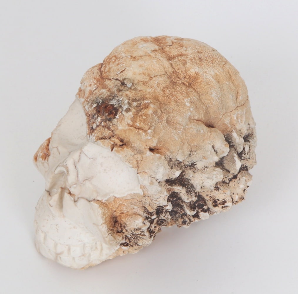 Cleverly Carved Raw Opal Skull - 5