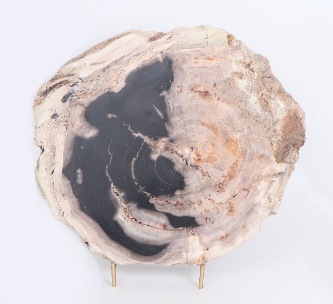 Beautiful Ancient Petrified Wood Slab on Stand (1 of 4)