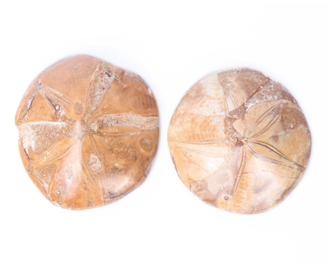 Pair of Fossilized Sand Dollars: Lovely pair of ancient fossilized sand dollars. Each smooth to the surface with wonderful array of earth tone colors including caramel, ochre, light cream and brown. Size of each approximately 3 1/4"