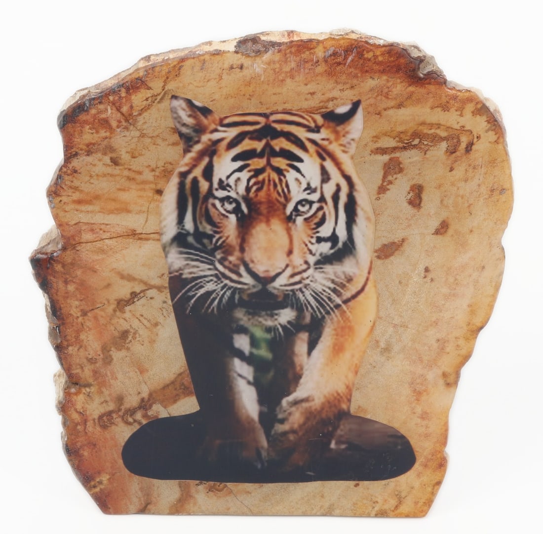 Petrified Wood Slab w/Tiger: Beautiful ancient petrified wood section with lovely light brown, caramel and cream natural earthen tones throughout. A striking tiger cut out that was applied and covered with an epoxy resin blend. S