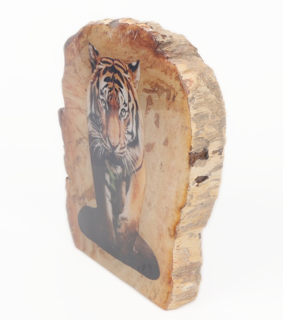 Petrified Wood Slab w/Tiger - 2