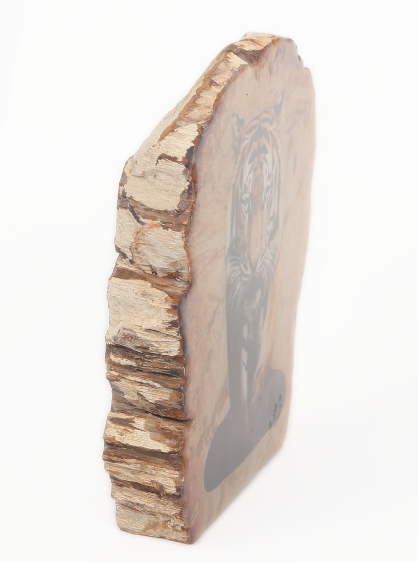 Petrified Wood Slab w/Tiger - 3