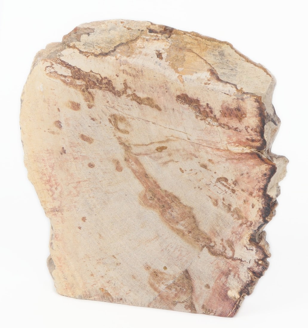 Petrified Wood Slab w/Tiger - 4
