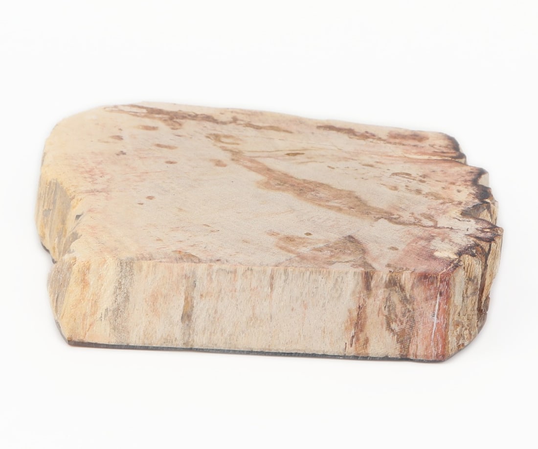 Petrified Wood Slab w/Tiger - 5