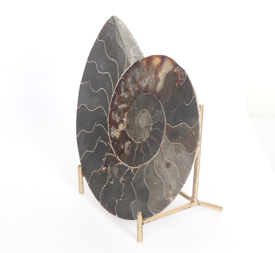 Wonderful Opalized Ammonite Section on Stand - 2