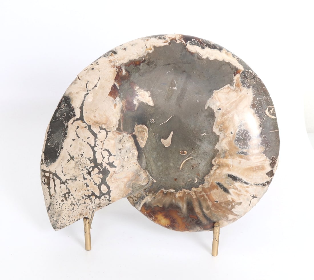 Wonderful Opalized Ammonite Section on Stand - 4