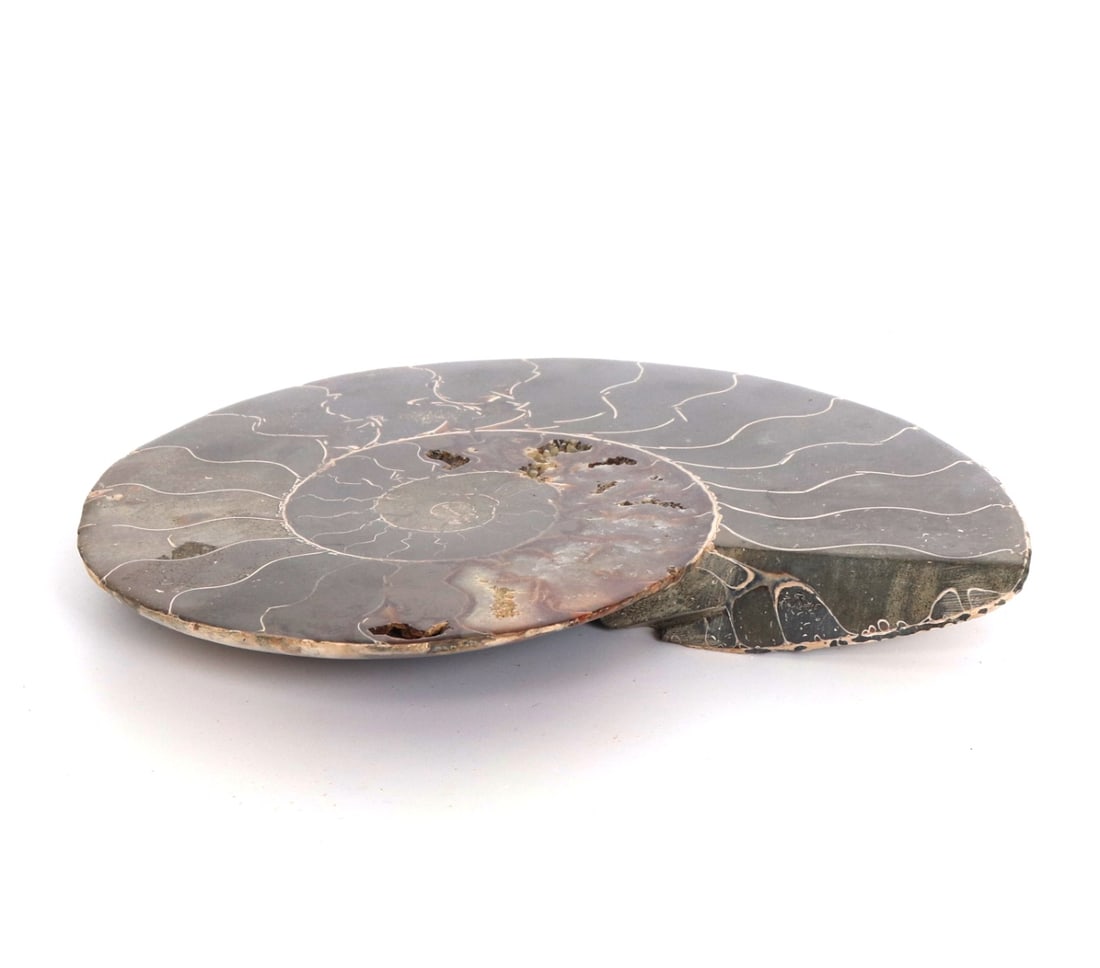 Wonderful Opalized Ammonite Section on Stand - 5