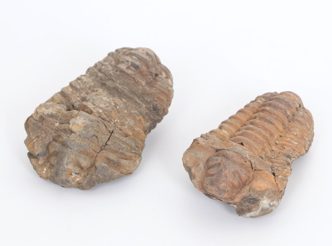 Nice Pair of Ancient Trilobites