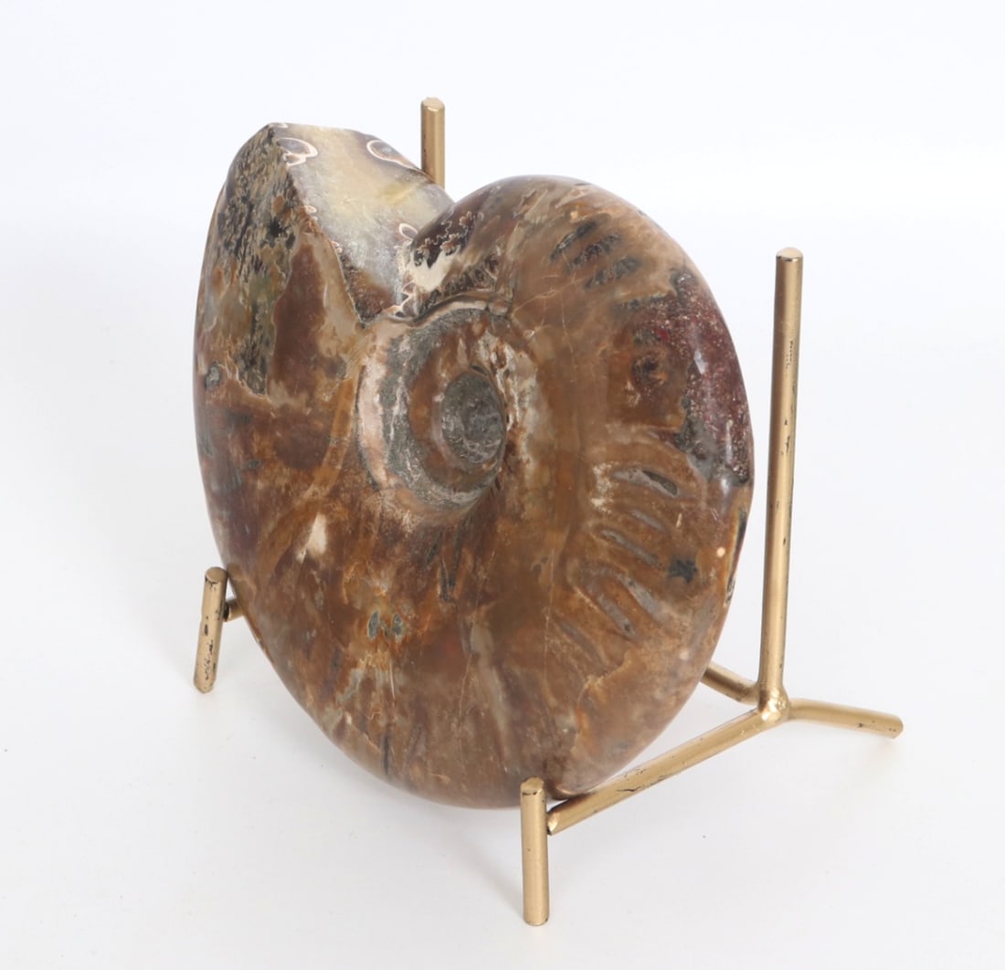 Fine Ancient Opalized Ammonite Fossil - 2