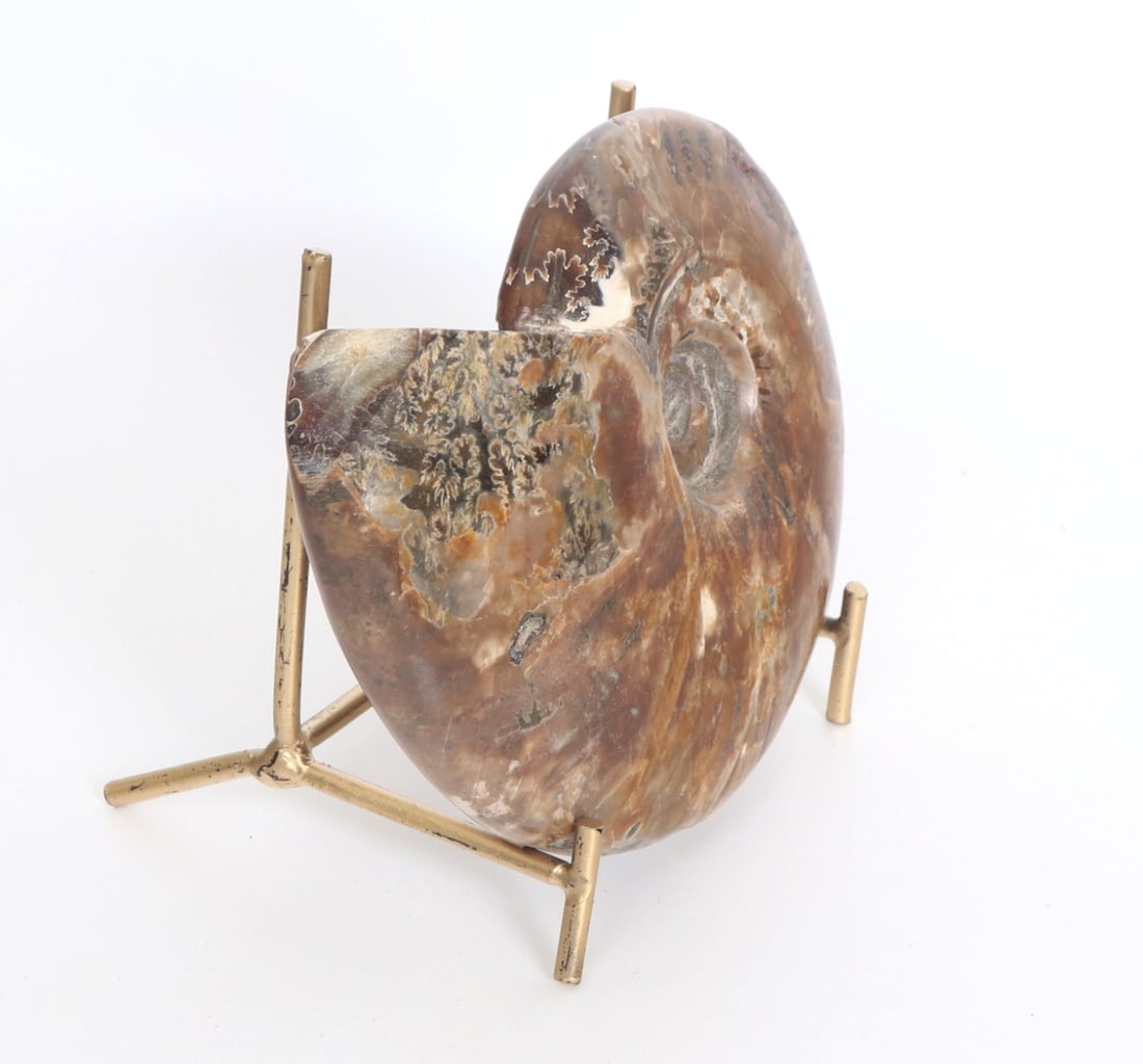 Fine Ancient Opalized Ammonite Fossil - 3