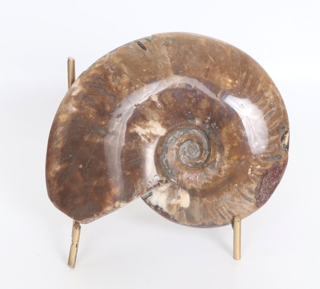 Fine Ancient Opalized Ammonite Fossil - 4