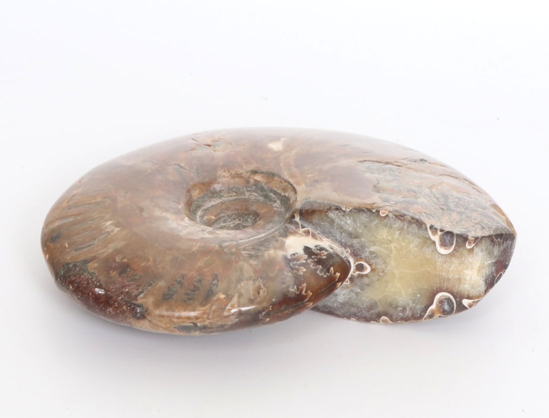 Fine Ancient Opalized Ammonite Fossil - 5