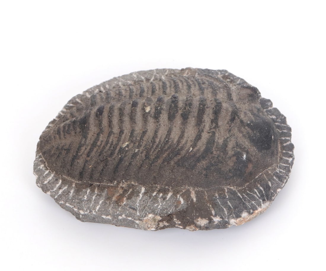 Fine Ancient Black Trilobite