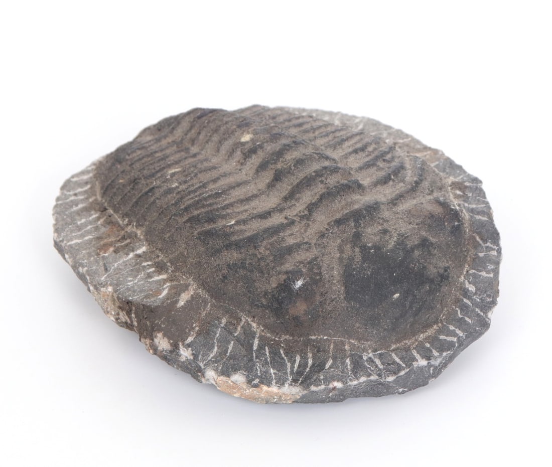 Fine Ancient Black Trilobite - 3