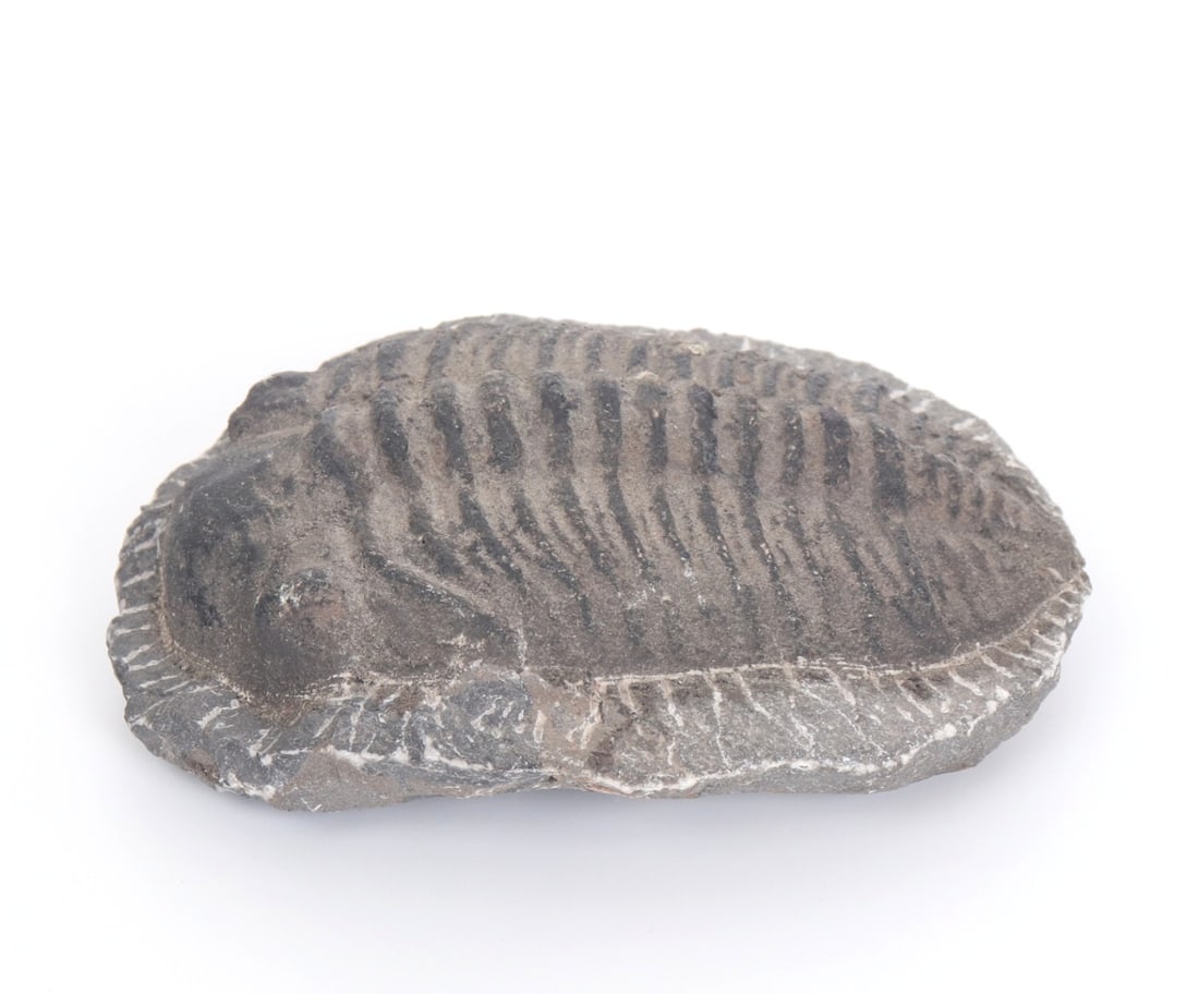 Fine Ancient Black Trilobite - 4