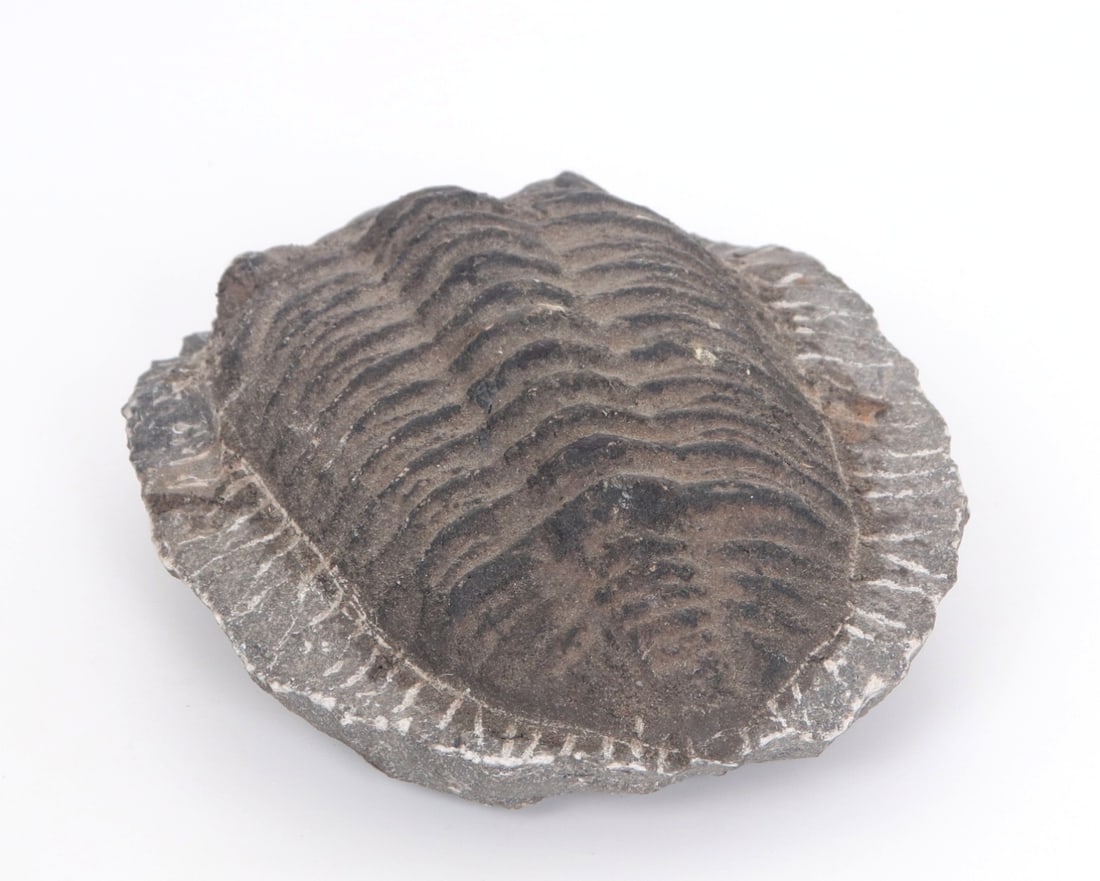 Fine Ancient Black Trilobite - 5