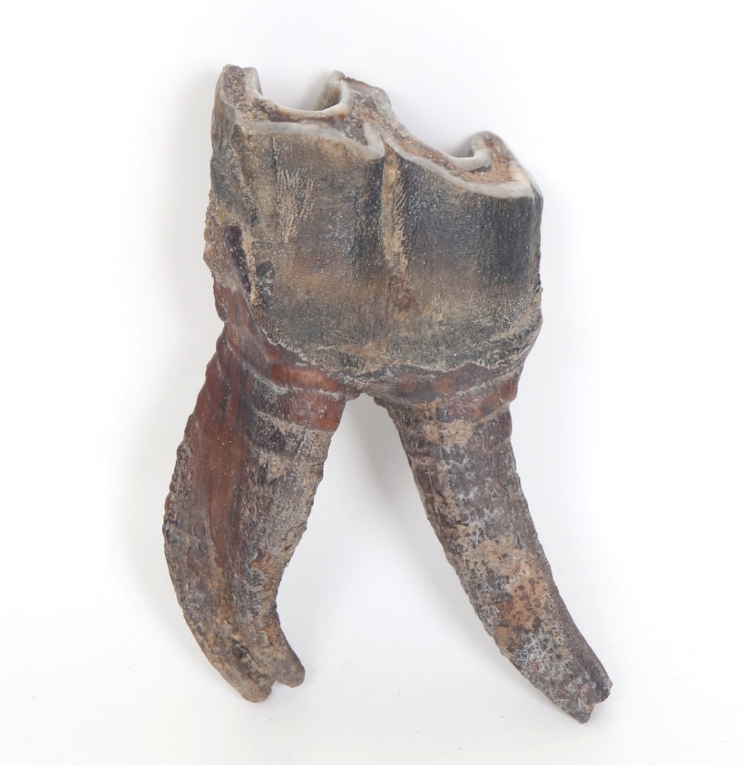 Fine Fossilized Ancient Wooly Rhino Tooth with Roots: Fine ancient wooly rhinoceros tooth with long curled roots remaining and intact. Large main surface for chomping through rough branches and roots. Dark grey patina throughout with warm caramel red and