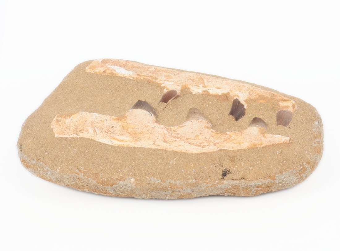 Mosasaur Teeth Composite in Matrix - 2