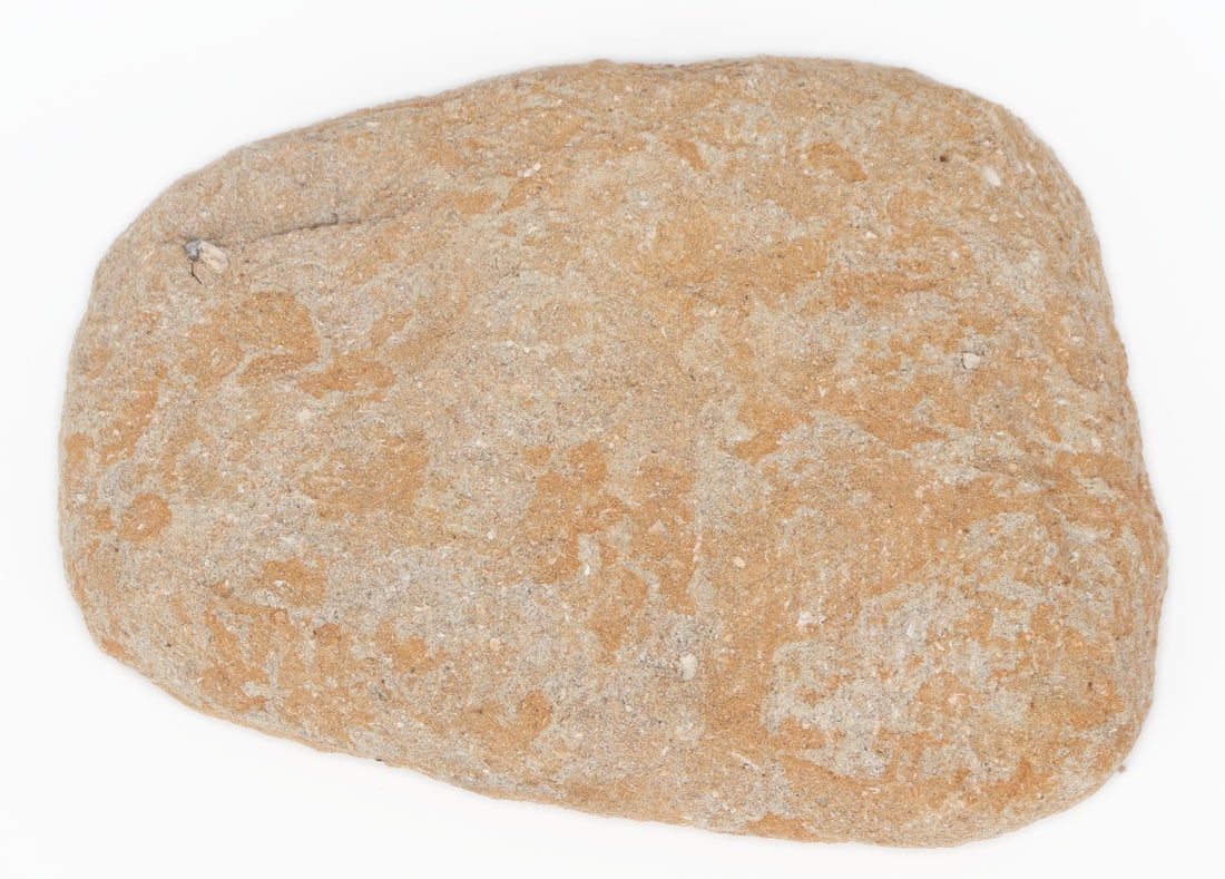 Mosasaur Teeth Composite in Matrix - 4
