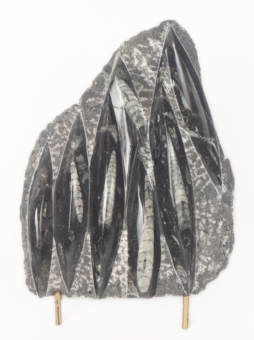 Orthoceras Fossilized Tower Specimen Slab on Stand (1 of 4)