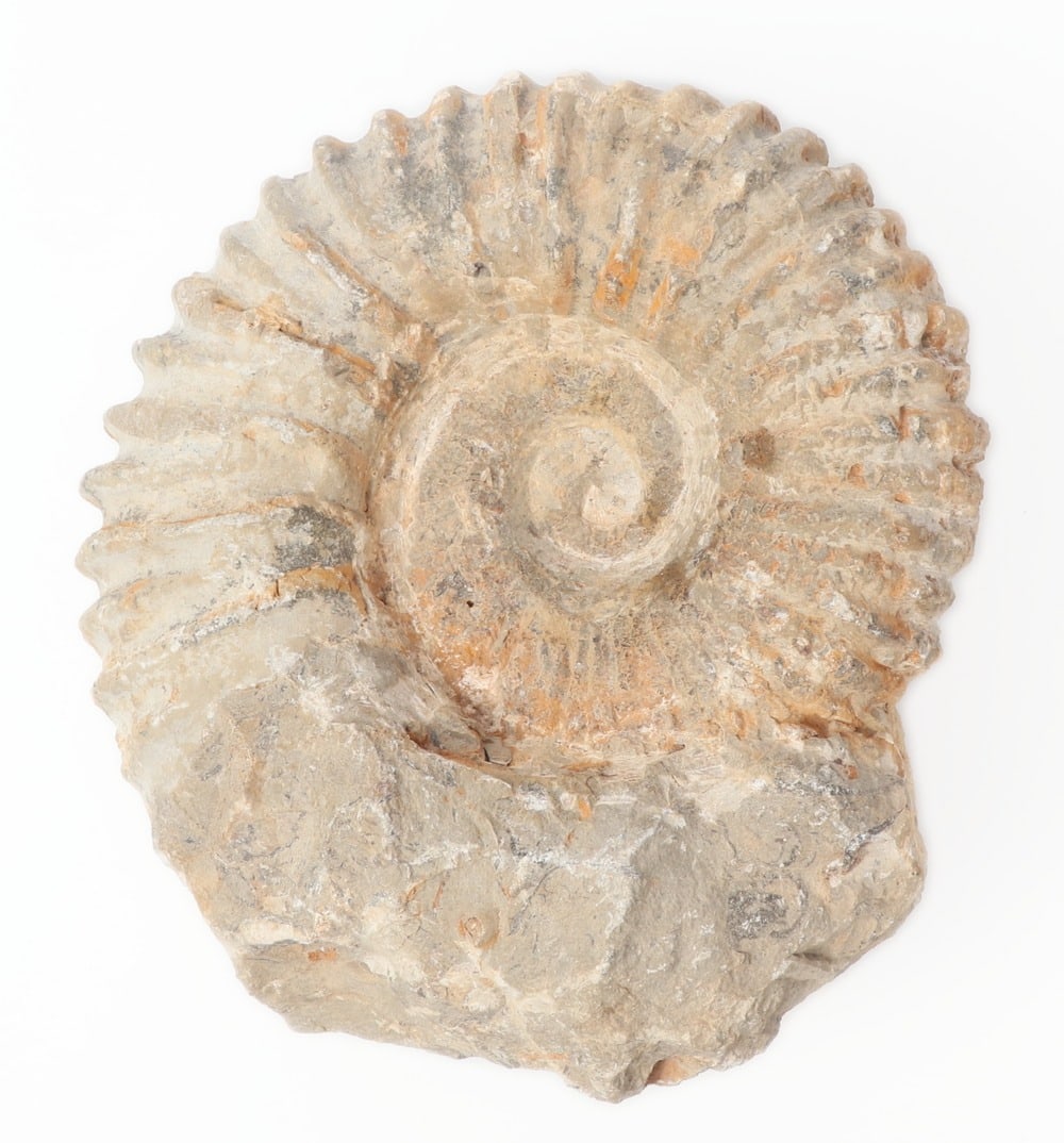 Ancient Fossilized Ammonite: Well preserved million year old ammonite fossil section. Wonderful ridges still intact and defined throughout. Natural pigment remains in earthen tones, cream and orange. Reverse filled with natural